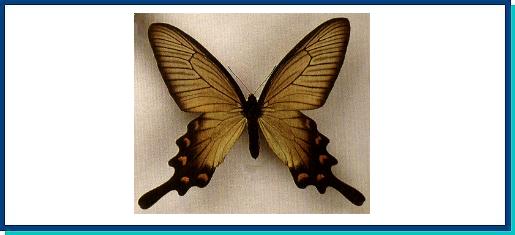 Atrophaneura alcinous