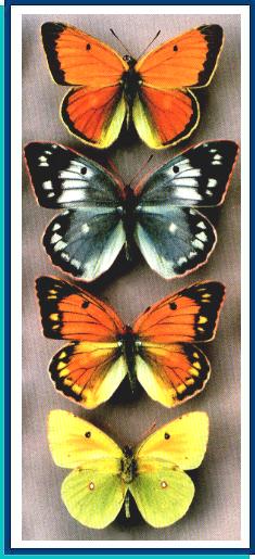 Colias heos