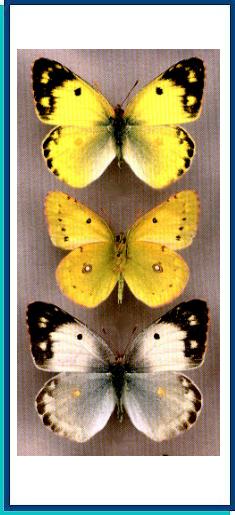 Colias poliographus
