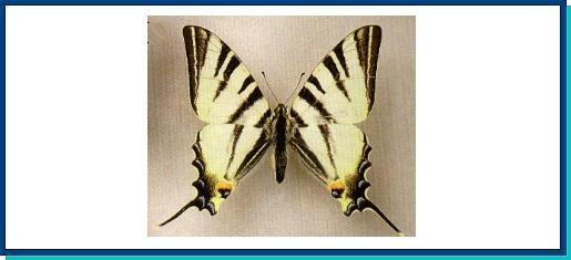 Iphiclides podalirius