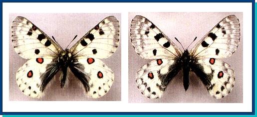 Parnassius actius