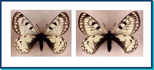 Parnassius boedromius