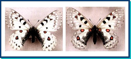 Parnassius jacquemonti