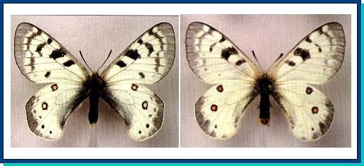 Parnassius kiritshenkoi