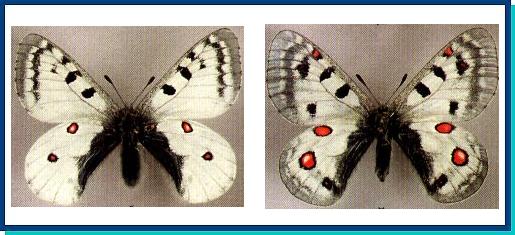 Parnassius phoebus