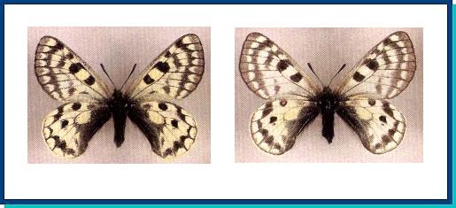Parnassius simonius